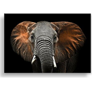 Obraz Styler Canvas Silver Uno Elephant, 85 x 113 cm