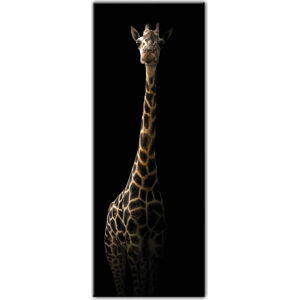 Obraz Styler Glas Animals Gira, 50 x 125 cm