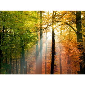 Velkoformátová tapeta Artgeist Beautiful Autumn, 400 x 309 cm
