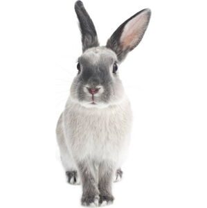 Nástěnná samolepka Dekornik Rabbit Harry, 50 x 103 cm