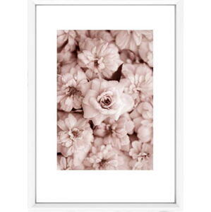 Obraz Piacenza Art Roses In Rosé, 30 x 20 cm