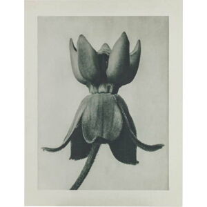 Béžovo-šedý obraz BePureHome Artwork Flower Campanula
