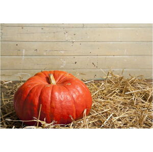 Vinylová předložka Pumpkin, 52 x 75 cm