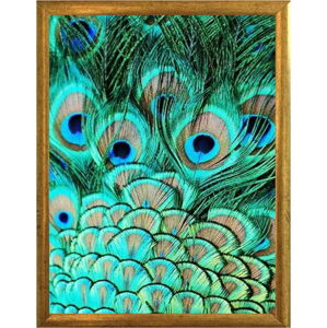 Plakát v rámu ve zlaté barvě Piacenza Art Peacock, 33,5 x 23,5 cm